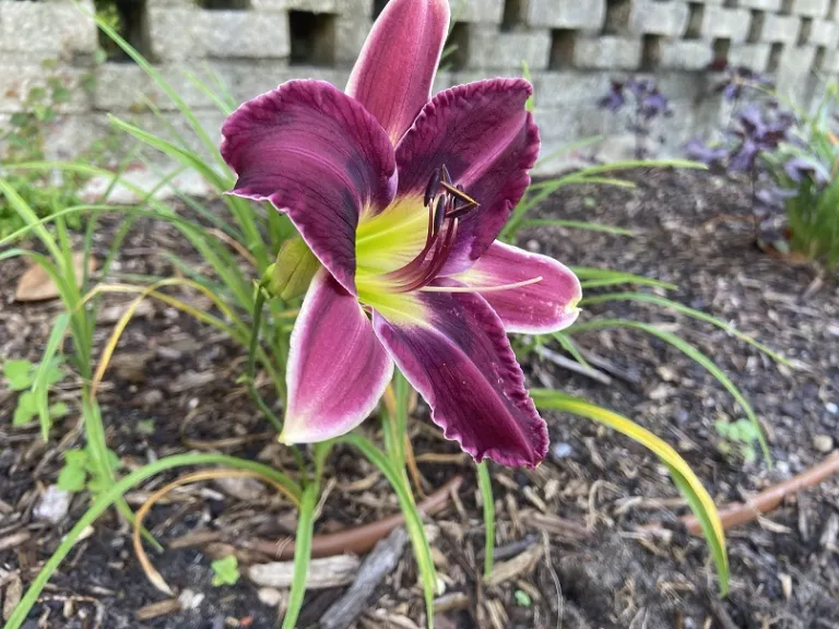 Hemerocallis 'Twenty Nine Flags over Conway' flower