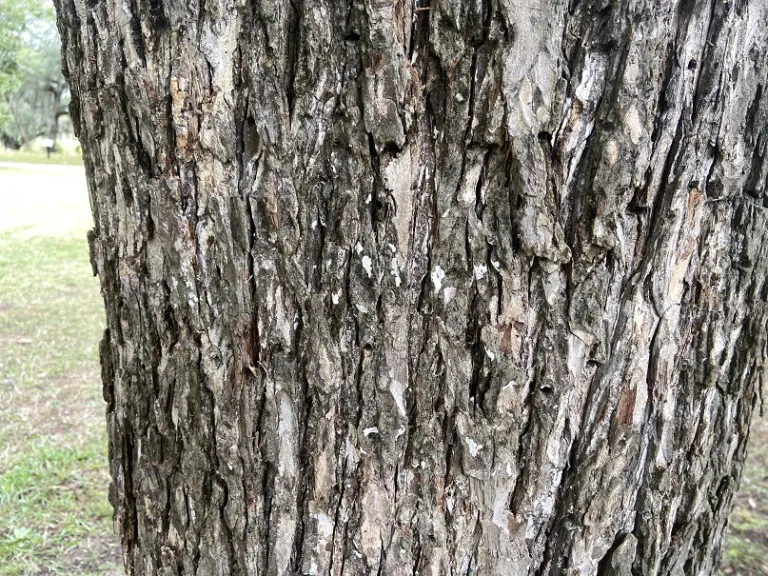 Ulmus alata bark