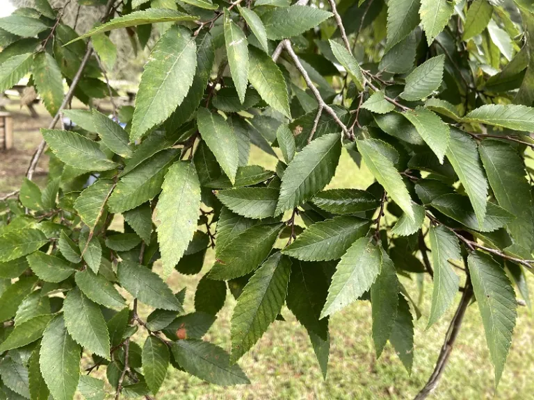 Ulmus alata foliage