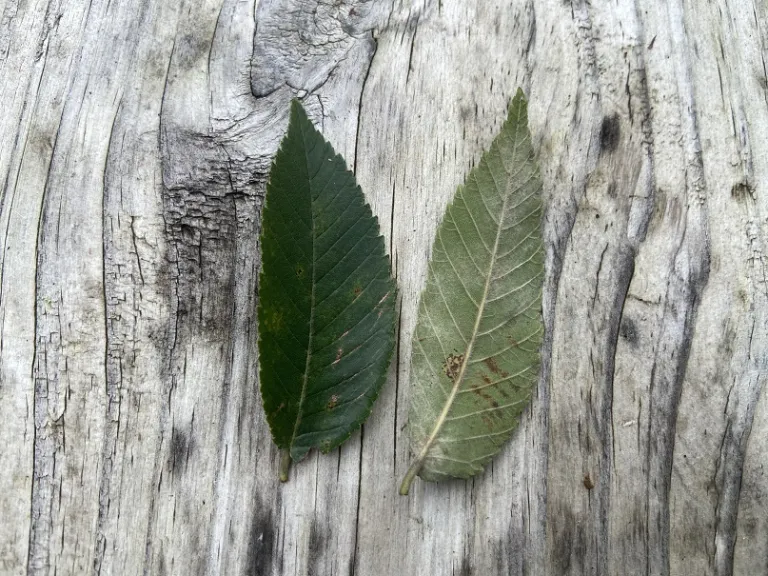 Ulmus alata leaf front and back