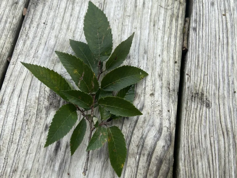 Ulmus alata stem