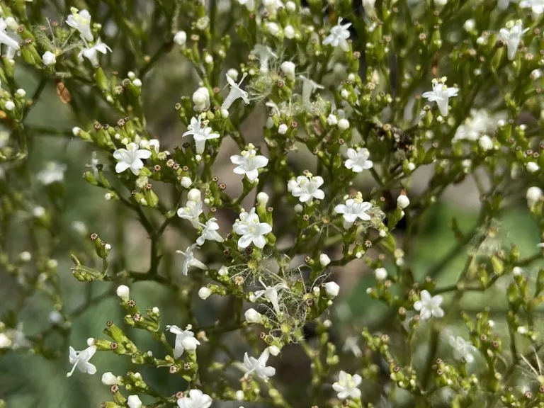 Valeriana officinalis flowers