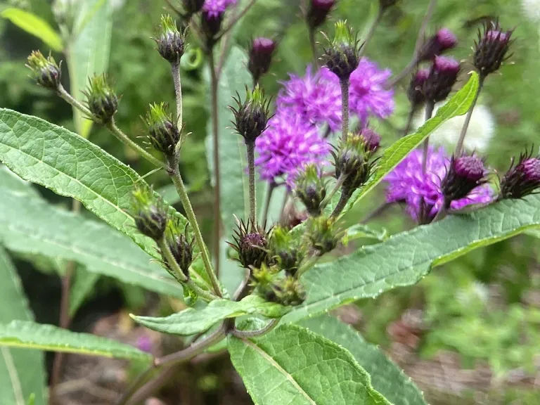 Vernonia noveboracensis flower buds