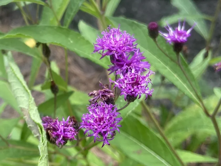 Vernonia noveboracensis flower