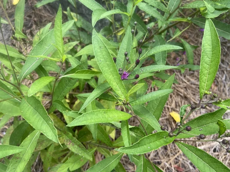 Vernonia noveboracensis foliage