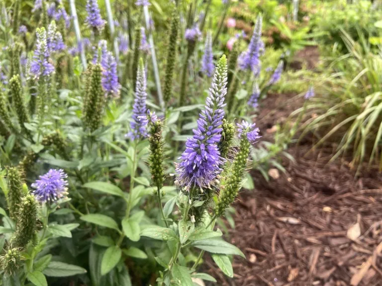 Veronica 'Balskywlue' (Skyward™ Blue) flowers