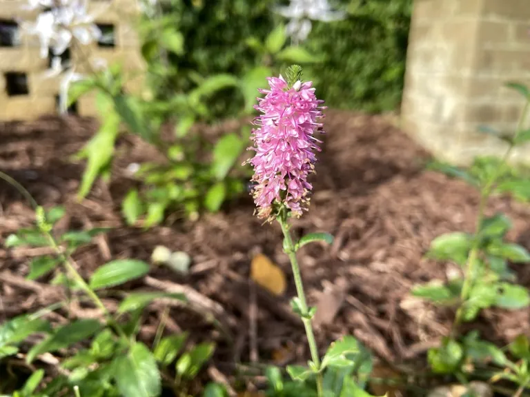 Veronica 'Pink Potion' (MAGIC SHOW® Collection) flowers