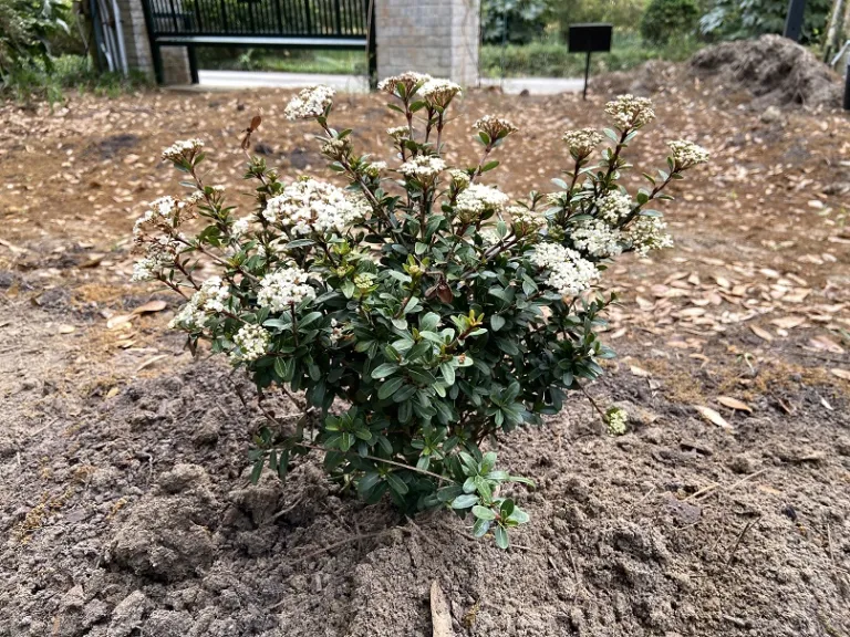 Viburnum obovatum 'Mrs. Schiller's Delight' flowering habit