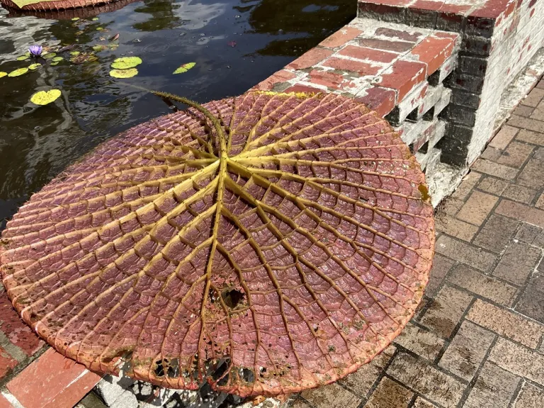 Victoria 'Longwood Hybrid' bottom of leaf