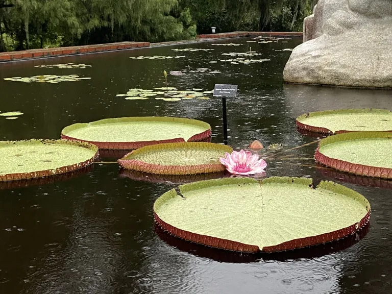 Victoria 'Longwood Hybrid' flowering habit