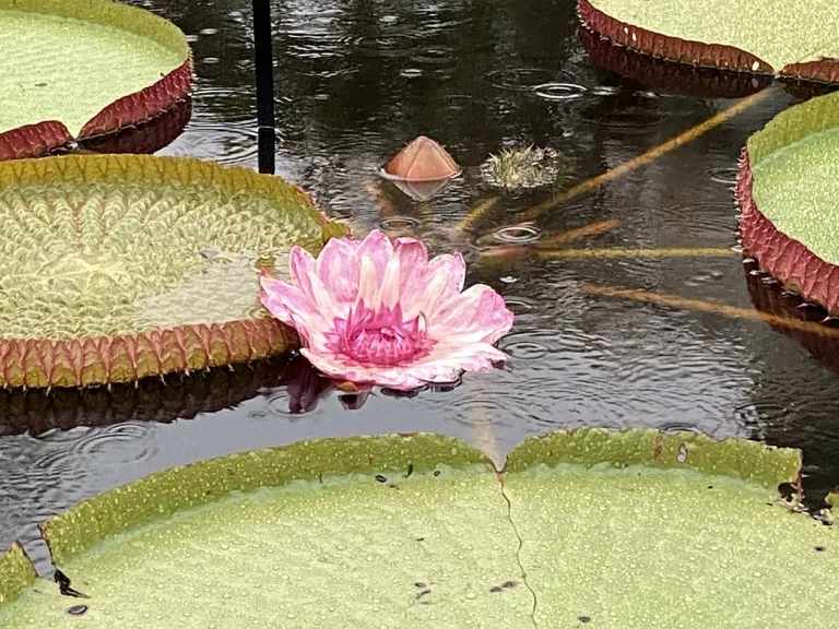 Victoria 'Longwood Hybrid' second night flower