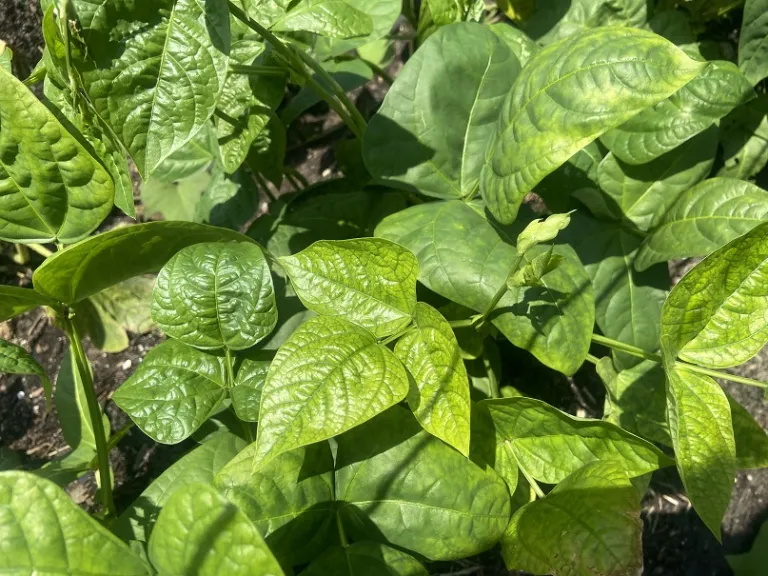 Vigna unguiculata 'Pretzel Bean' foliage