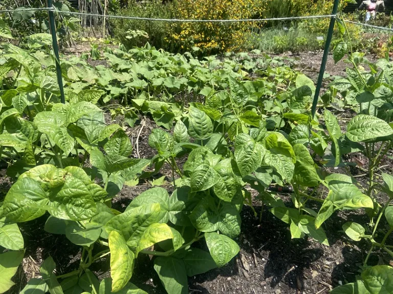 Vigna unguiculata 'Pretzel Bean' habit