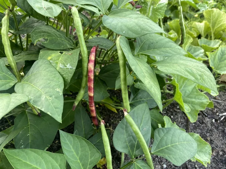 Vigna unguiculata 'Purple Hull Pinkeye' fruit