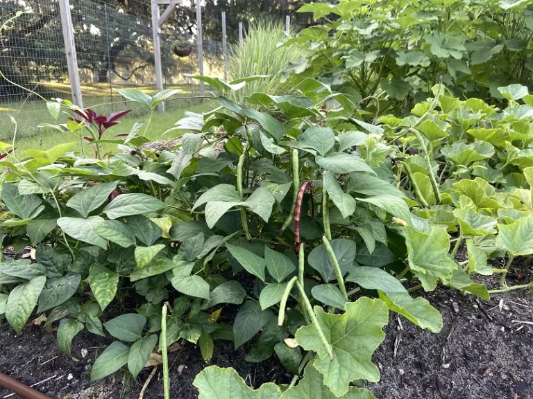 Vigna unguiculata 'Purple Hull Pinkeye' fruiting habit