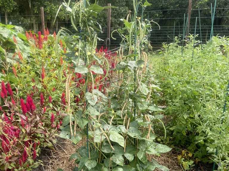 Vigna unguiculata 'Queen Anne' habit