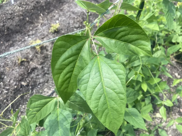 Vigna unguiculata subsp. sesquipedalis 'Green Pod Red Seed' foliage