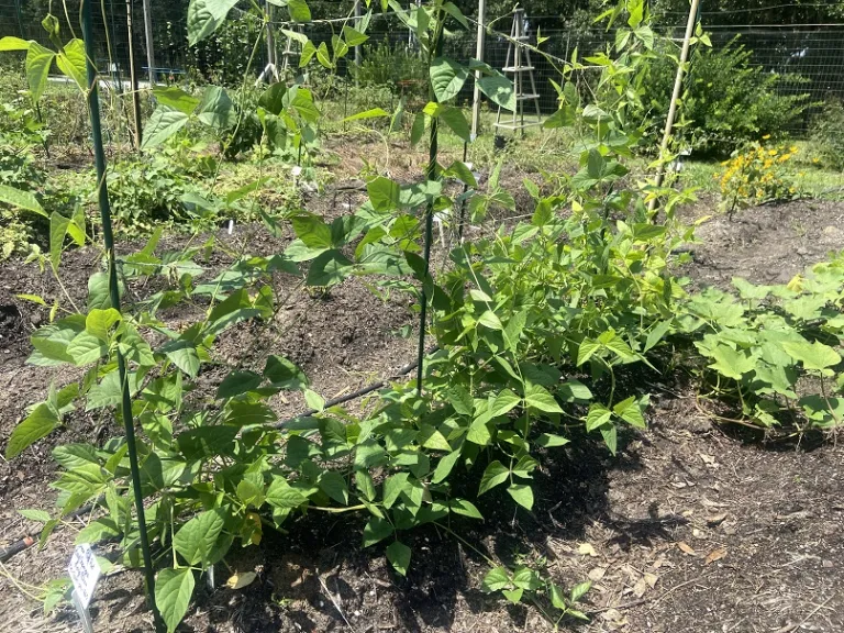 Vigna unguiculata subsp. sesquipedalis 'Green Pod Red Seed' habit