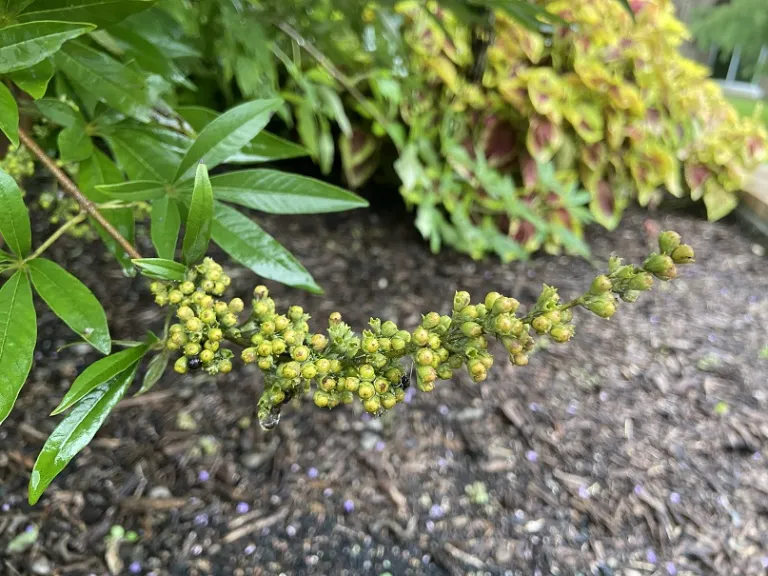 Vitex agnus-castus 'Shoal Creek' early fruit