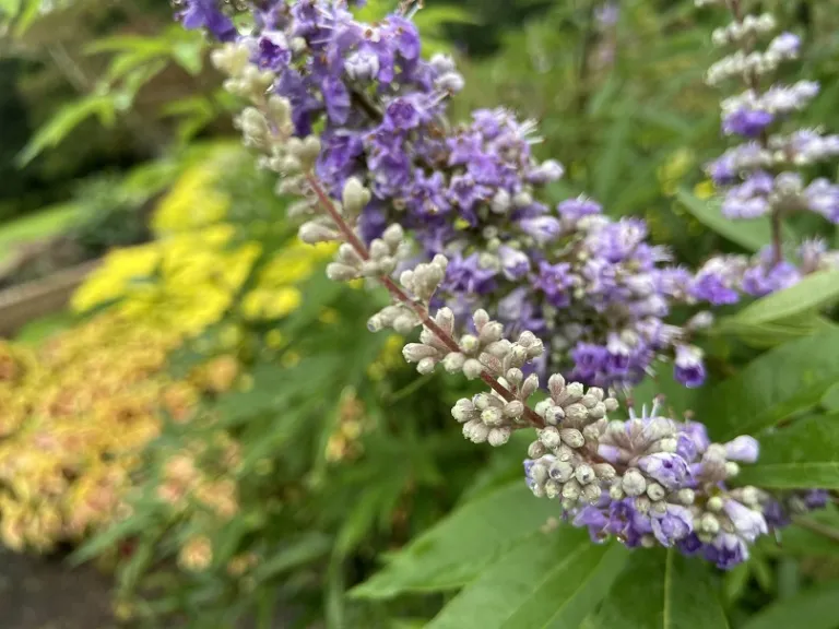 Vitex agnus-castus 'Shoal Creek' flower buds