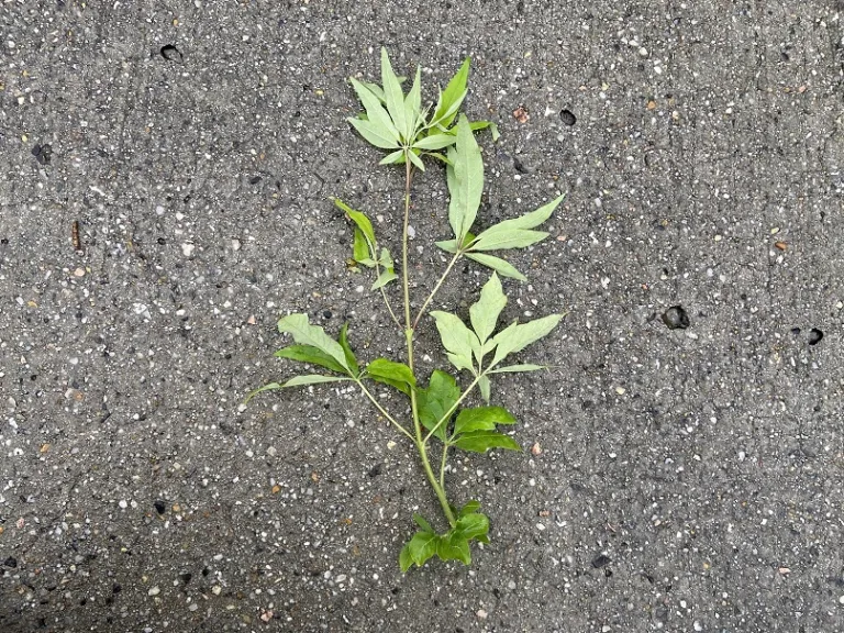 Vitex agnus-castus 'Shoal Creek' stem