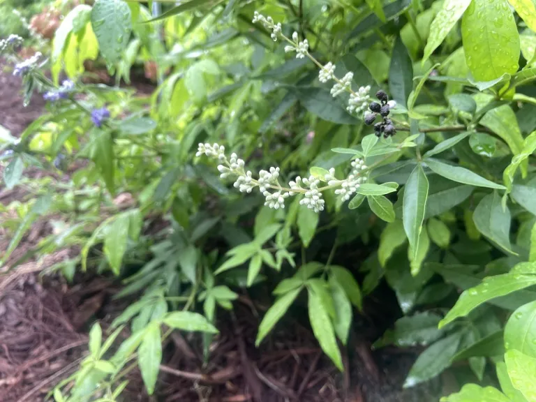 Vitex agnus-castus flower buds