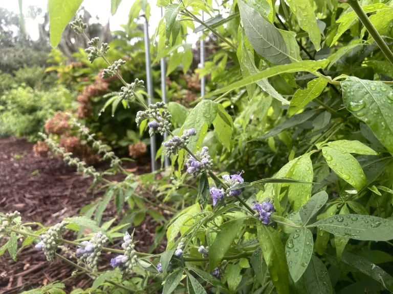 Vitex agnus-castus flowers