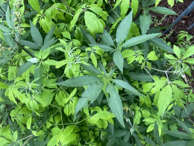 Vitex agnus-castus foliage