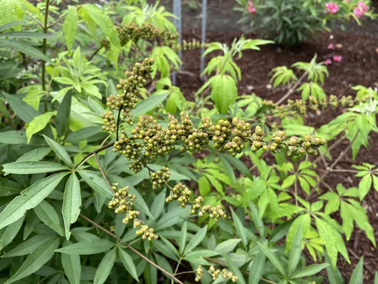 Vitex agnus-castus fruit