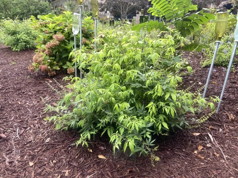 Vitex agnus-castus habit