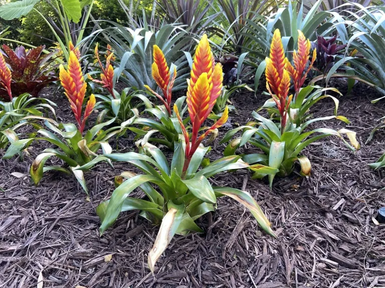 Vriesea 'Davine' flowering habit