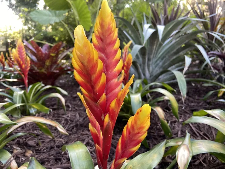 Vriesea 'Davine' flowers