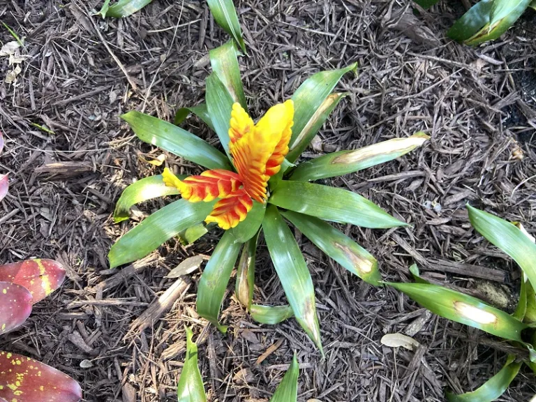 Vriesea 'Davine' foliage