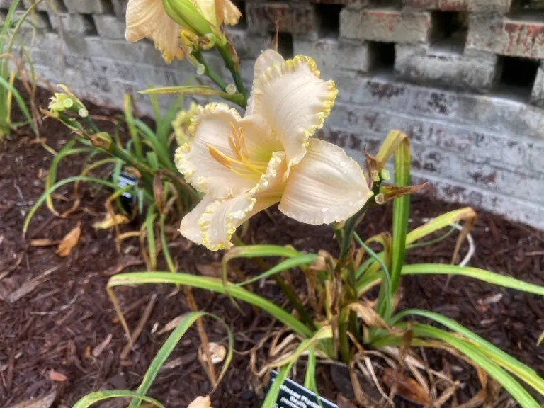 Hemerocallis 'Wachesaw Plantation' flower