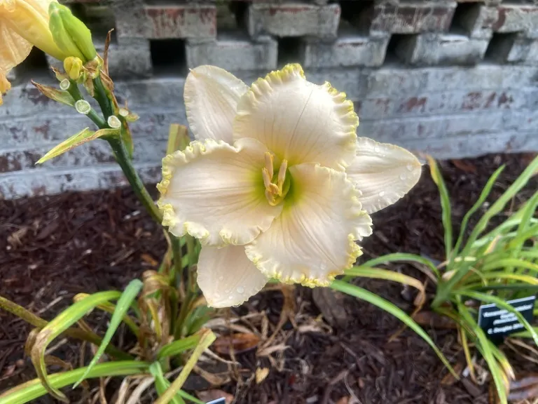 Hemerocallis 'Wachesaw Plantation' flower