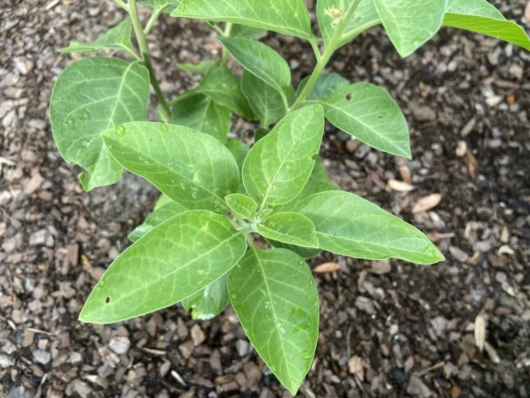 Withania somnifera foliage