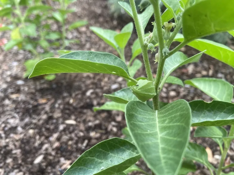 Withania somnifera fruit