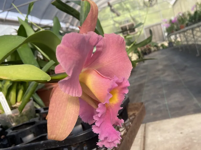 X Rhyncholaeliocattleya (Oconee x Sunset) x Apricot Flare flower