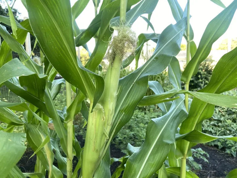 Zea mays 'Bloody Butcher' fruit