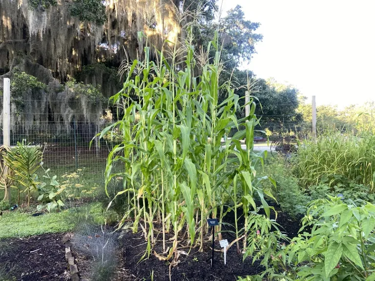 Zea mays 'Bloody Butcher' habit