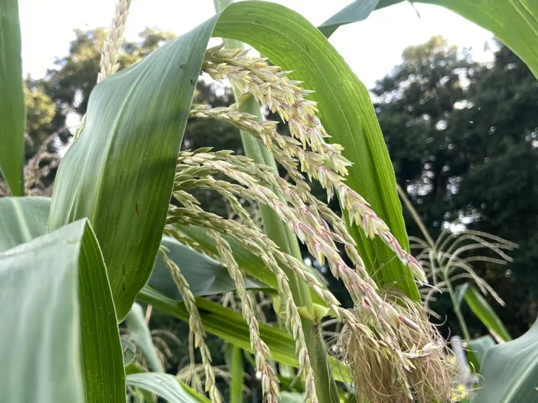 Zea mays 'Glass Gem' flowers