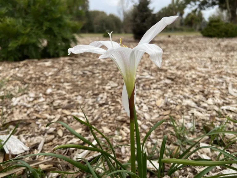 Zephyranthes atamasco flower