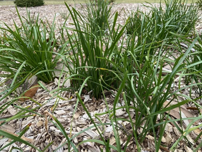 Zephyranthes atamasco foliage