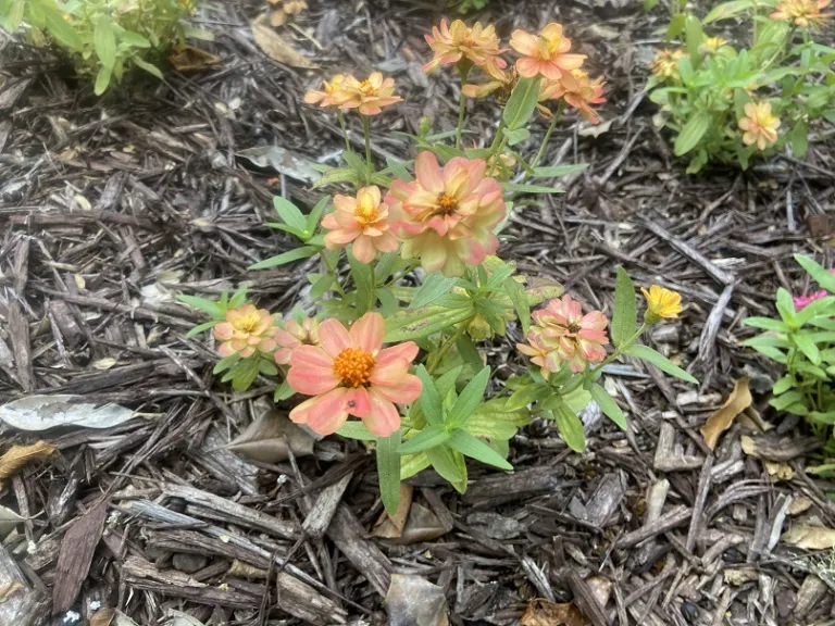 Zinnia 'Profusion Double Deep Salmon' flowering habit