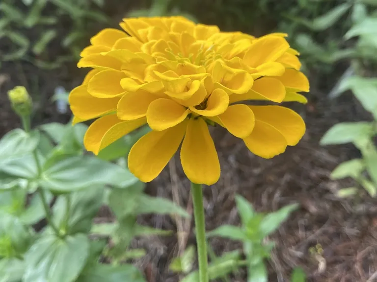 Zinnia elegans 'Benary's Giant Golden Yellow' flower