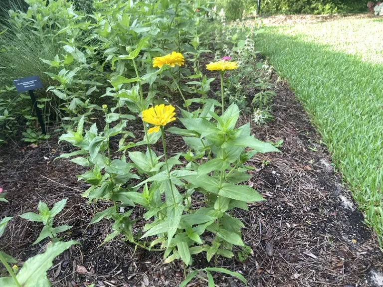 Zinnia elegans 'Benary's Giant Golden Yellow' flowering habit