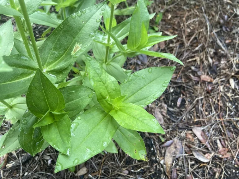 Zinnia elegans 'Benary's Giant Golden Yellow' foliage