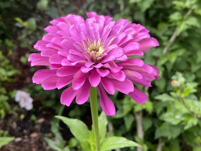 Zinnia elegans 'Benary's Giant Purple' flower