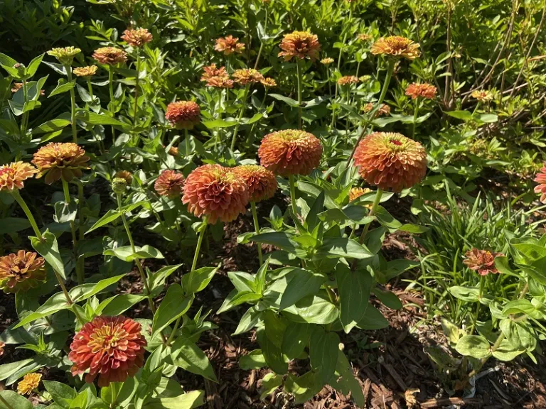 Zinnia elegans 'Queeny Lime Orange' flowering habit