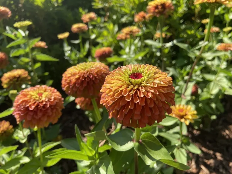 Zinnia elegans 'Queeny Lime Orange' flowers